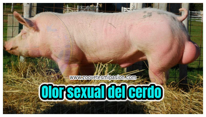 Olor sexual del cerdo