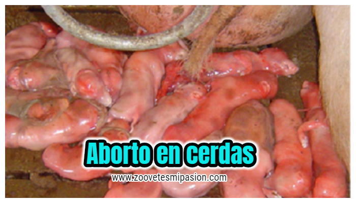 Aborto de la cerda