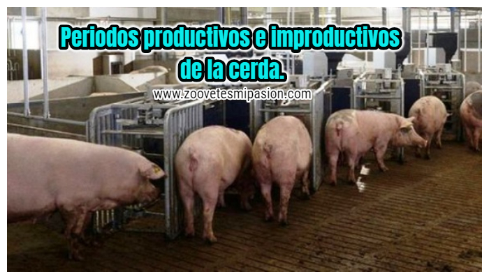 Periodos productivos e improductivos de la cerda