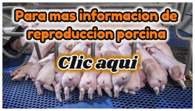 Reproducción porcina