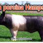 Raza porcina Hampshire