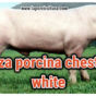 Raza porcina chester white