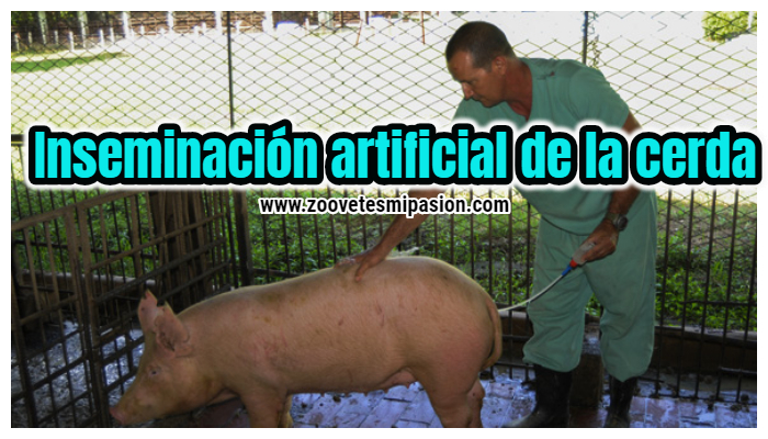 Inseminación artificial de la cerda