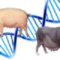 genética del cerdo