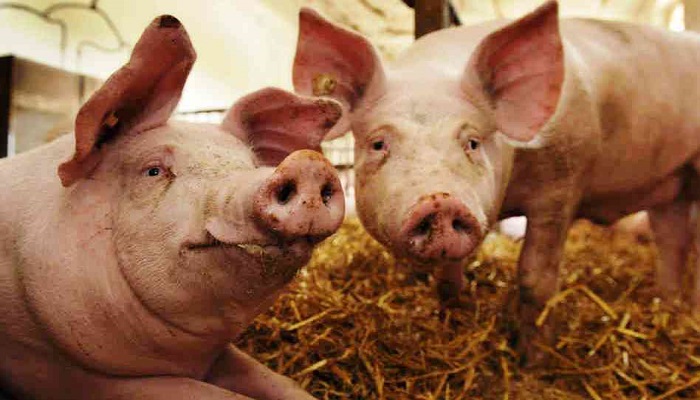 Dermatosis vegetativa en cerdos