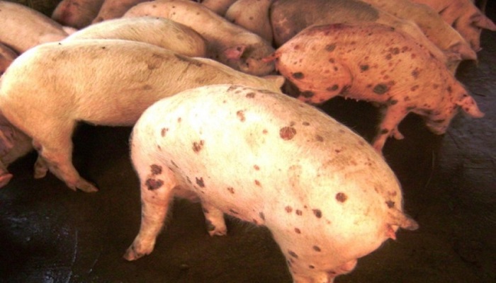 viruela porcina