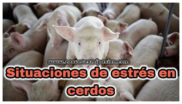 situaciones de estrés en cerdos