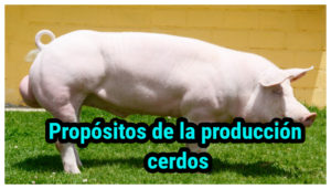 Propósitos de la producción cerdos
