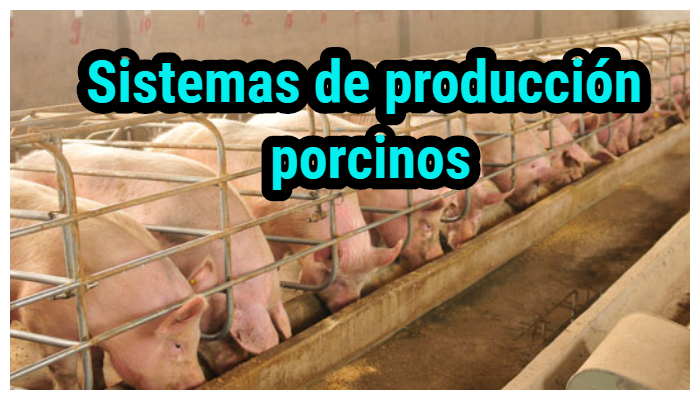 Sistemas de producción porcinos