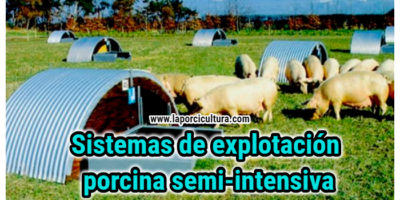 Sistemas de explotación porcina semi-intensiva