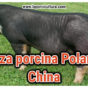 Raza Poland China