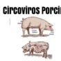 Circoviros Porcino