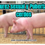 Madurez sexual y Pubertad en cerdos