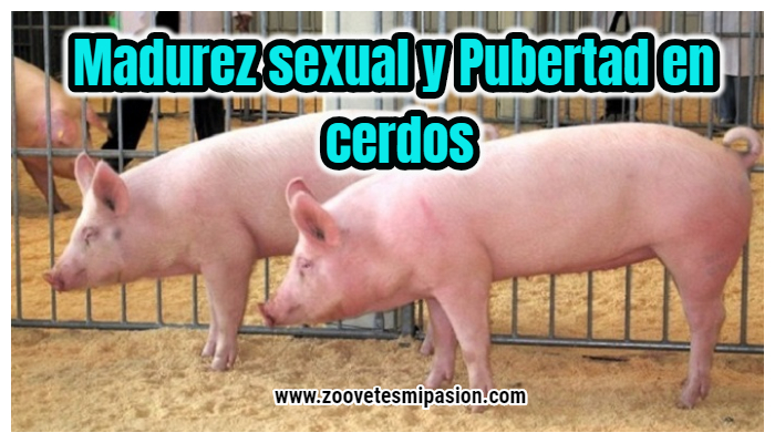 Madurez sexual y Pubertad en cerdos