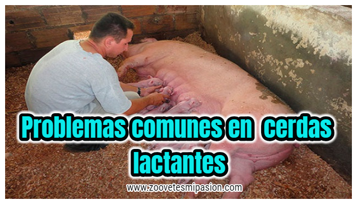 Problemas en las cerdas lactantes