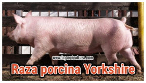 Raza porcina Yorkshire
