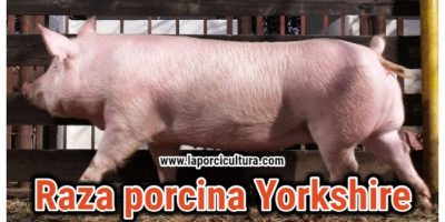 Raza porcina Yorkshire