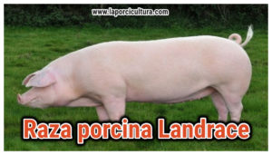 Raza de cerdo Landrace