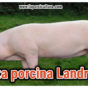 Raza de cerdo Landrace