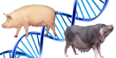 genética del cerdo
