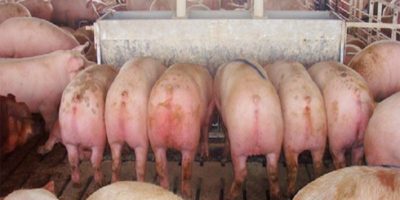 Alimentación Liquida en la porcicultura