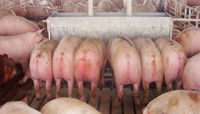 Alimentación Liquida en la porcicultura