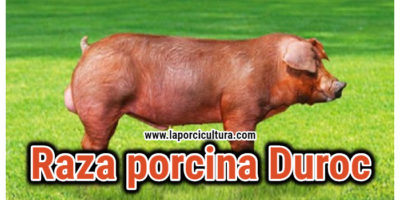 Raza porcina Duroc