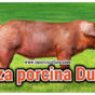 Raza porcina Duroc