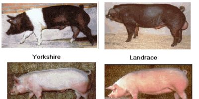 Selección de reproductores y sistemas de cruces en ganado porcino 