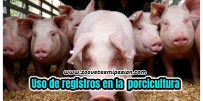 Uso de registros en la porcicultura