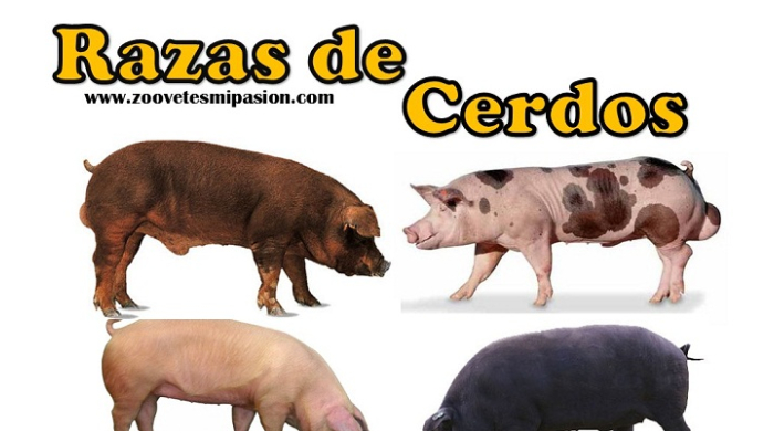 ▷? Razas de cerdo tipo carne y razas maternas