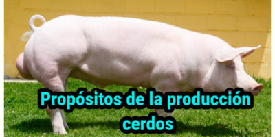 Propósitos de la producción cerdos