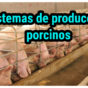 Sistemas de producción porcinos