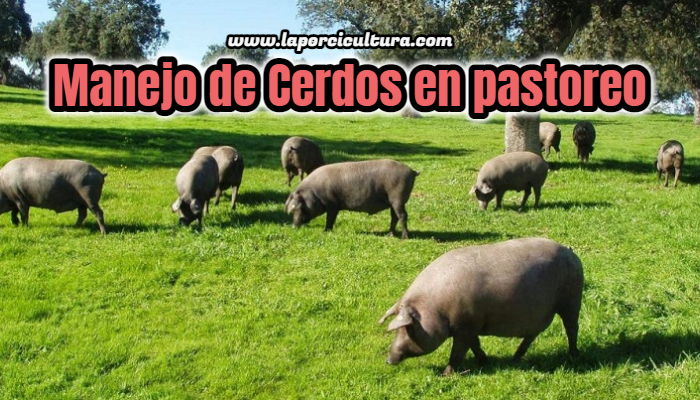 Manejo de Cerdos en pastoreo