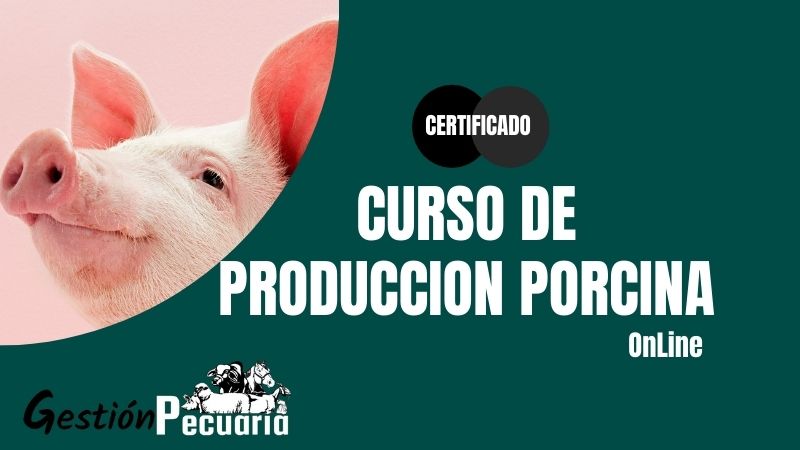 Curso de Produccion porcina