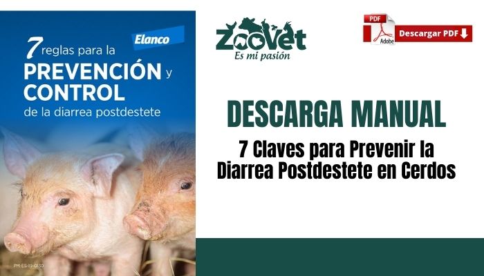 7 Claves para Prevenir la Diarrea Postdestete en Cerdos